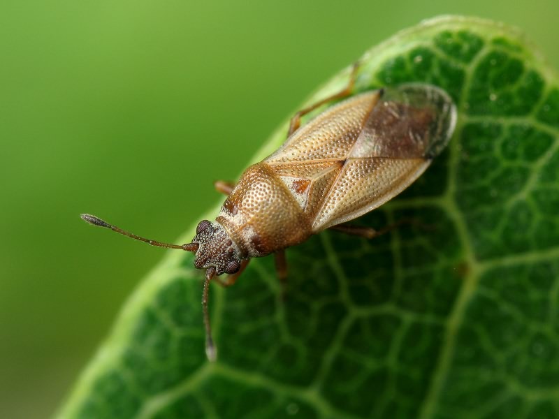 Cymus melanocephalus Fieber, 1861